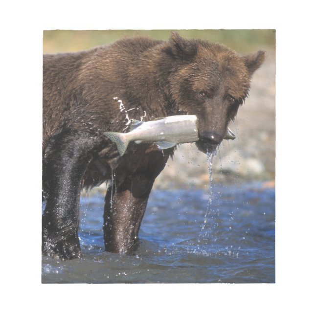 Bloco De Notas Urso pardo, urso cinzento, com captura de salmão, (Frente)
