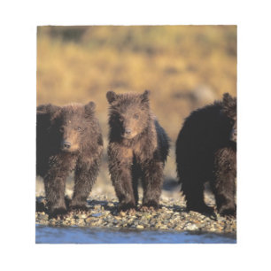 Bloco De Notas Urso pardo, urso marrom, filhotes, Katmai National