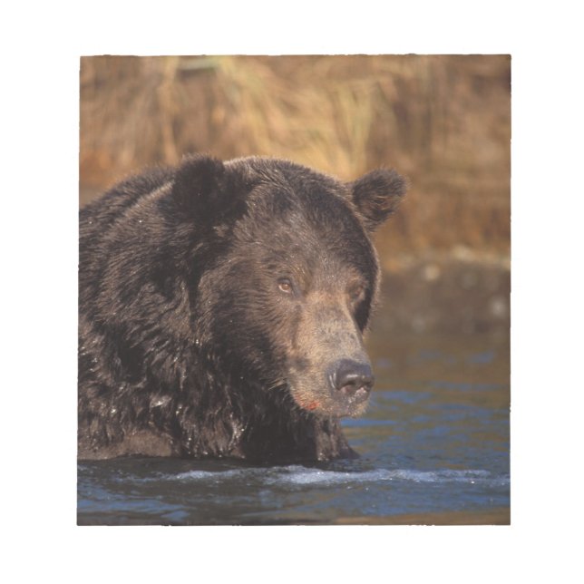 Bloco De Notas urso pardo, Ursus arctos, urso cinzento, Ursus 5 (Frente)