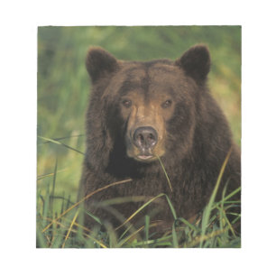 Bloco De Notas urso pardo, Ursus arctos, urso cinzento, Ursus 9