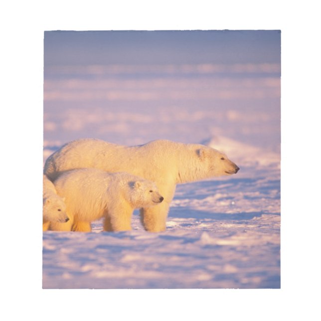 Bloco De Notas Urso polar fêmea com filhotes na primavera congela (Frente)
