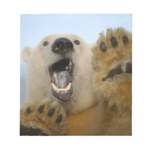 Bloco De Notas urso polar, Ursus maritimus, curiosamente olha