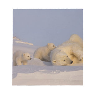 Bloco De Notas urso polar, Ursus maritimus, porca brincando