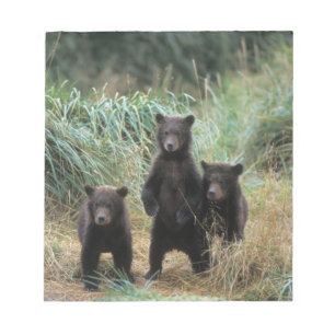 Bloco De Notas Ursus arctos, urso-pardo, Ursus 7