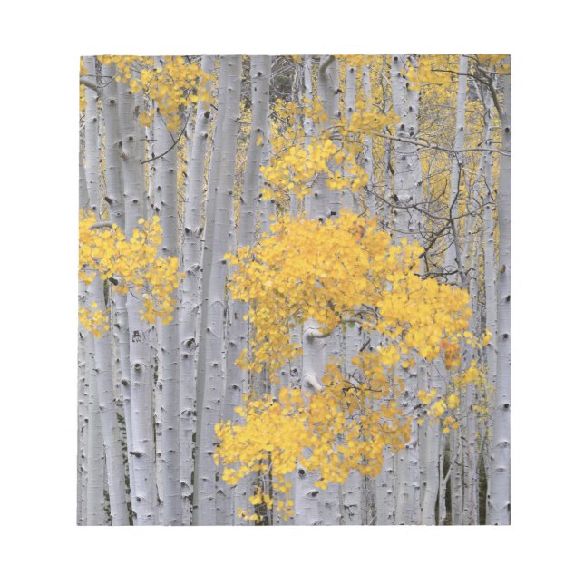 Bloco De Notas UTAH. EUA. Arvoredo de Aspen (Populus tremuloides) (Frente)
