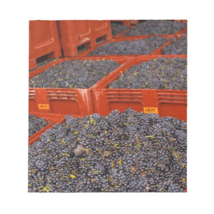 Bloco De Notas Uvas Gamay recém-chegadas da colheita na