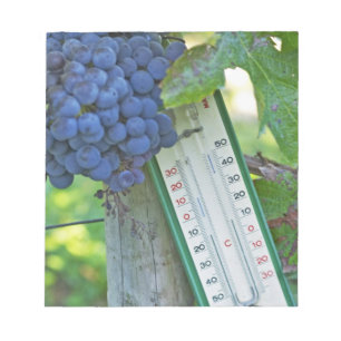Bloco De Notas Uvas Merlot no Chateau la Grave Figeac, um