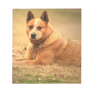Bloco de notas vermelho australiano do cão do gad