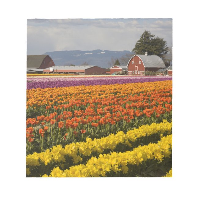 Bloco De Notas WA, Skagit Valley, campos Tulip em flor, em (Frente)