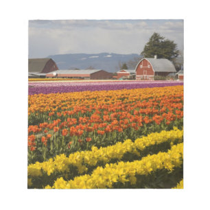Bloco De Notas WA, Vale de Skagit, Campos de tulipas em flor, em