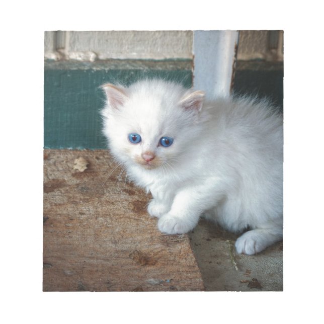 Bloco De Notas White Kitten (Frente)