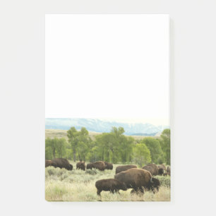 Bloco De Notas Wyoming Bison Nature