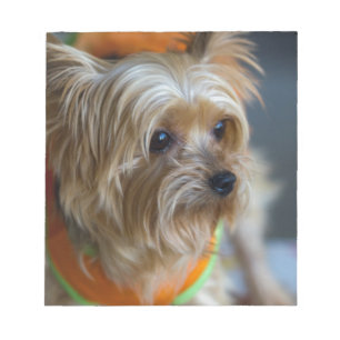 Bloco De Notas Yorkshire terrier louro