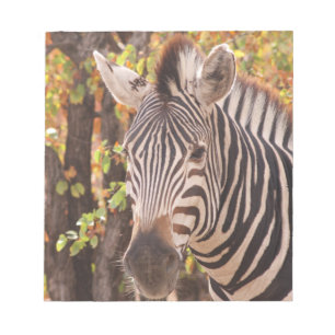 Bloco De Notas zebra listrada se fecha em uma foto da floresta de