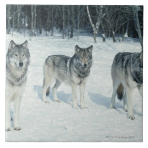 Bloco dos lobos na borda da floresta nevado