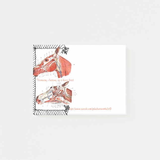 Bloco Post-it "Anatomia veterinária de uma cabeça de cavalo " (Frente)