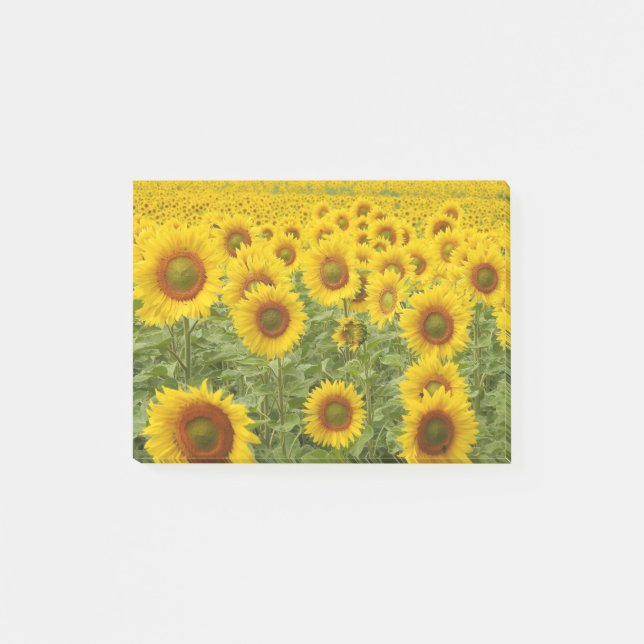 Bloco Post-it Campo de sol (Frente)