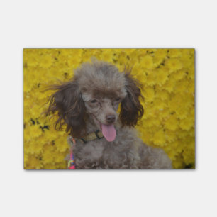 Bloco Post-it Caniche minúscula doce de Brown