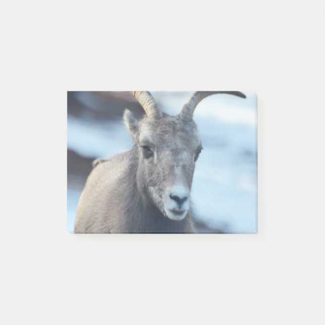 Bloco Post-it Cara de um carneiro de Bighorn (Frente)