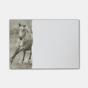 Bloco Post-it Cavalo Andaluz Russo Galopante