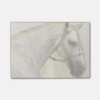 Cinza de ananás Cavalo Andaluz