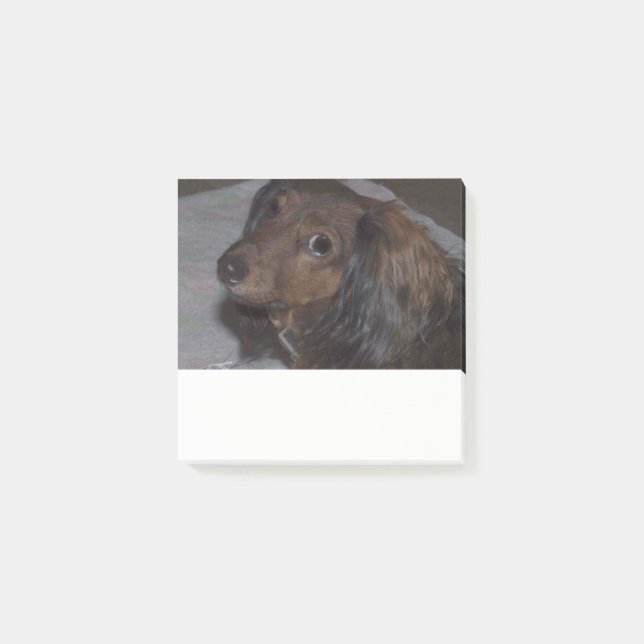 Bloco Post-it Dachshund de Cabelo Longo Posta as notas (Frente)