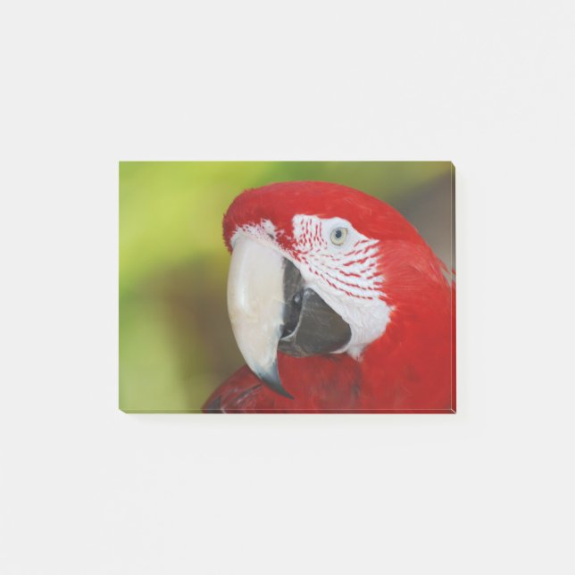 Bloco Post-it Escarlate bonito do Macaw (Frente)
