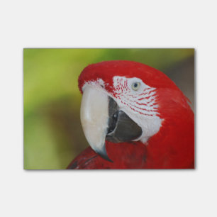 Bloco Post-it Escarlate bonito do Macaw