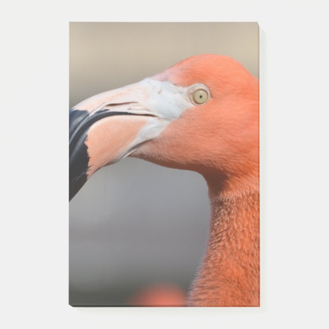 Bloco Post-it Flamingo das caraíbas (Frente)