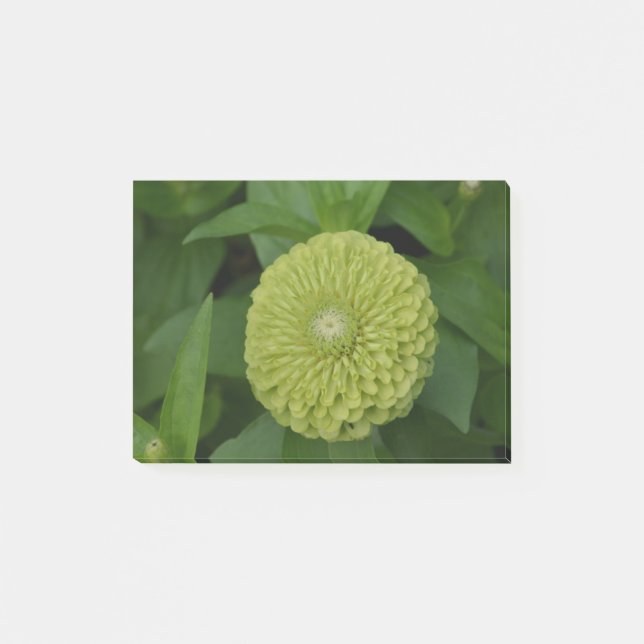 Bloco Post-it Flor verde de florescência do Zinnia (Frente)
