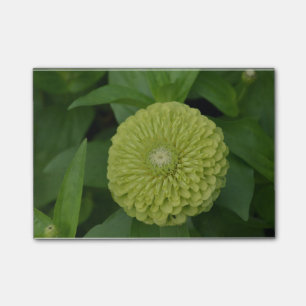 Bloco Post-it Flor verde de florescência do Zinnia