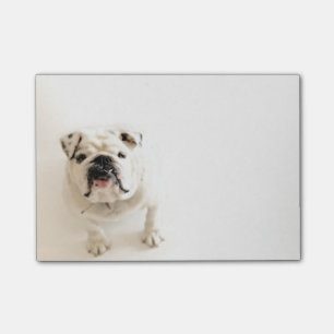 Bloco Post-it Fotografia branca leal do buldogue