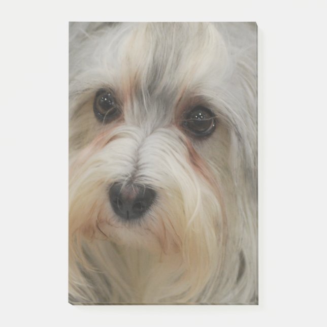Bloco Post-it Havanese (Frente)