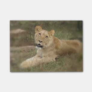Bloco Post-it Leão Prowling