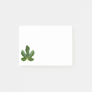 Bloco Post-it Solteiro de figo Folha verde isolada
