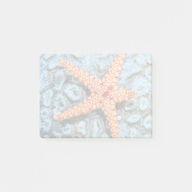 Bloco Post-it Starfish Num Coral Com Polipes (Frente)