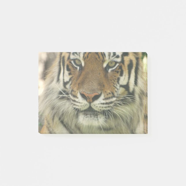 Bloco Post-it Tigre de Sumatran (Frente)