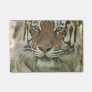 Bloco Post-it Tigre de Sumatran