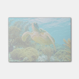 Bloco Post-it Uma Tartaruga Verde Sobre Os Recifes De Bonaire