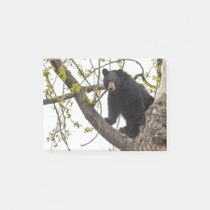 Bloco Post-it Urso preto de escalada