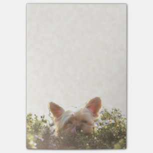 Bloco Post-it Yorkshire terrier que coloca em Sun que lambe os