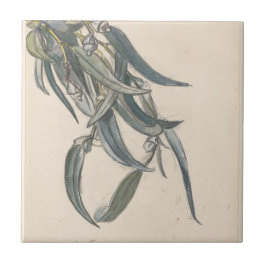 Bloeiende tak van een eucalyptus