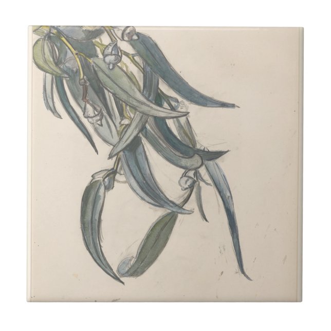 Bloeiende tak van een eucalyptus (Frente)