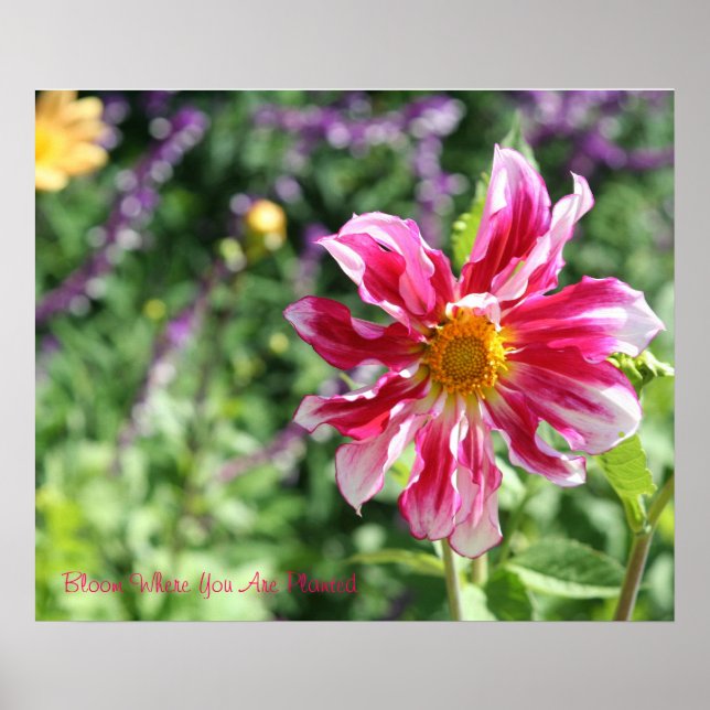 Blogue Onde Você Está Plantado Com Poster (Frente)