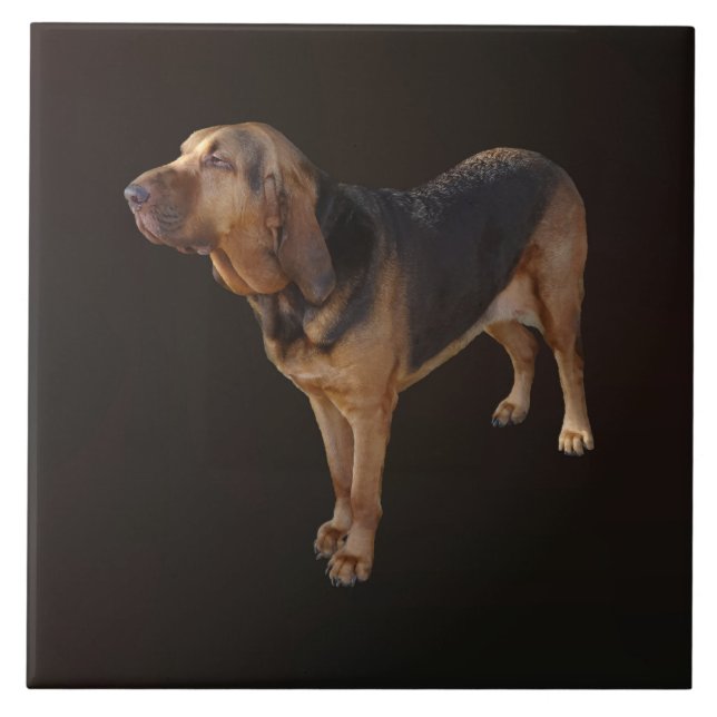 Bloodhound (Frente)