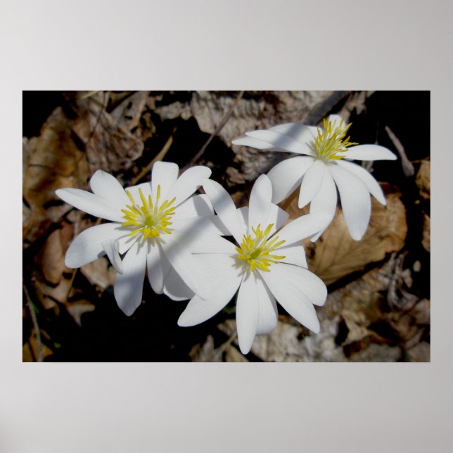 Bloodroot Trio Poster (Frente)