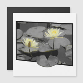 Bloom além do Quadro Magnético