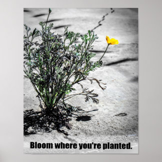 Bloom onde você está plantado Poster de motivação