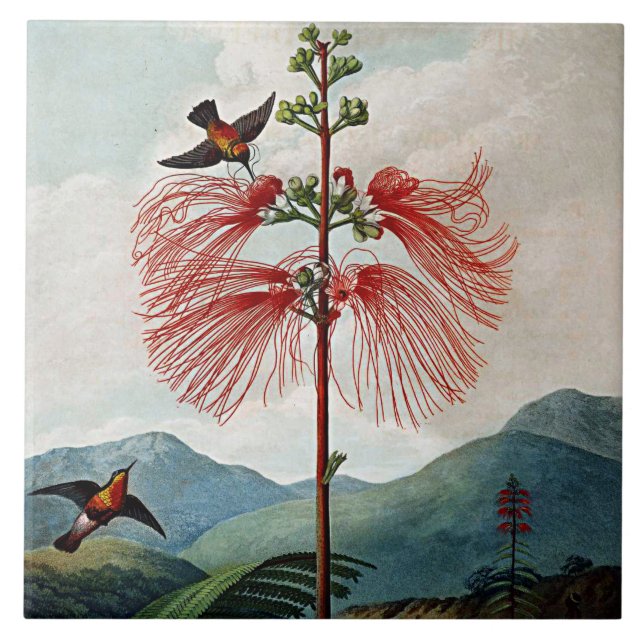 Bloomias Botânicas Flores Sensíveis Cerâmica De Pl (Frente)