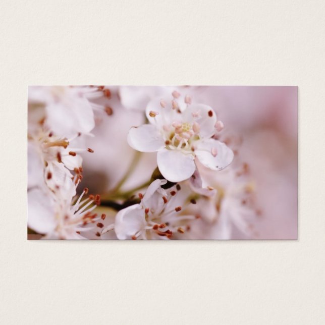 Blooming Cherry Blossoms (Frente)